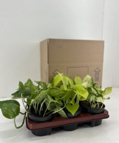 Epipremnum Mix – gevarieerde mix met hangende groeiwijze – 6 stuks, ±12 cm - Afbeelding 2