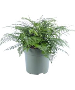 Asplenium Parvati - Ø27Cm - ↕50Cm