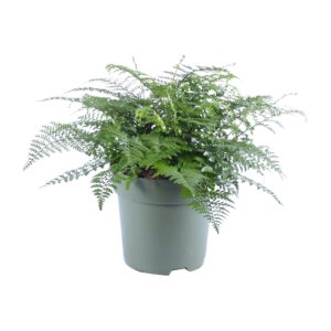Asplenium 'Parvati' – Nestvaren – weelderige kamerplant – ±27 cm