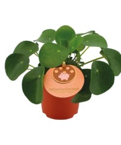 Pilea Peperomioides - Ø11Cm - ↕15Cm