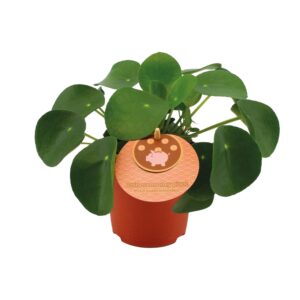 Pilea - Pannenkoekplant – ronde muntblaadjes en makkelijk in onderhoud – ±11 cm