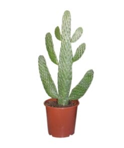 Opuntia Consolea - Ø17Cm - ↕40Cm