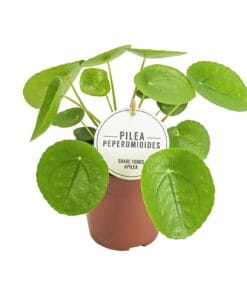 Pilea Peperomioides - Ø13Cm - ↕20Cm