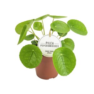 Pilea peperomioides – pannenkoekplant – ronde bladeren als kleine – ±13 cm