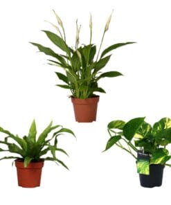 Luchtzuiverende Mix - 3 Stuks - Ø12Cm - ↕20/45Cm