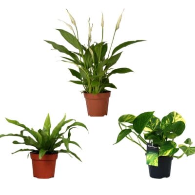 Kamerplanten Mix – 3 stuks, ±12 cm