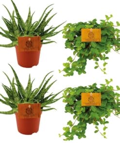 2X Aloe Spider + 2X  Peperomia Rotundifolia - 4 Stuks - Ø10.5Cm - ↕10Cm