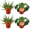 2X Aloe Spider + 2X Pilea Peperomoides - 4 Stuks - Ø10.5Cm - ↕10Cm