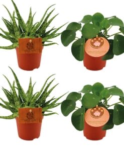 2X Aloe Spider + 2X Pilea Peperomoides - 4 Stuks - Ø10.5Cm - ↕10Cm