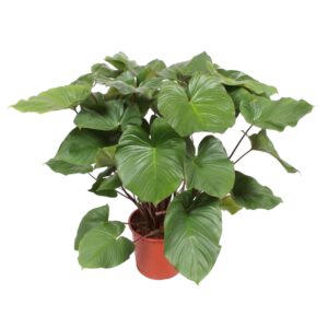 Homalomena Rubescens 'Maggy' – grote kamerplant – pot 34 cm, ±140 cm