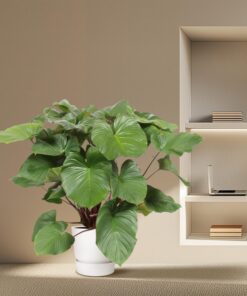 Homalomena Rubescens Maggy - 140 Cm - Ø34 - Afbeelding 4