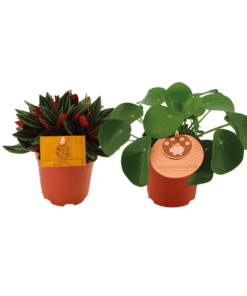 Peperomia Duo Rosso/Pilea Peperomioides - 2 Stuks - Ø10.5Cm - ↕15Cm