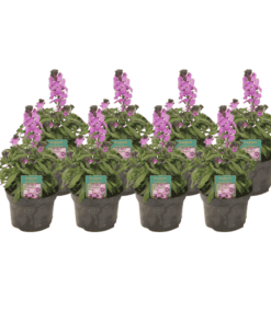 Erysimum Linifolium 'Bowles Mauve' - 8 Stuks - Ø13Cm - ↕30Cm