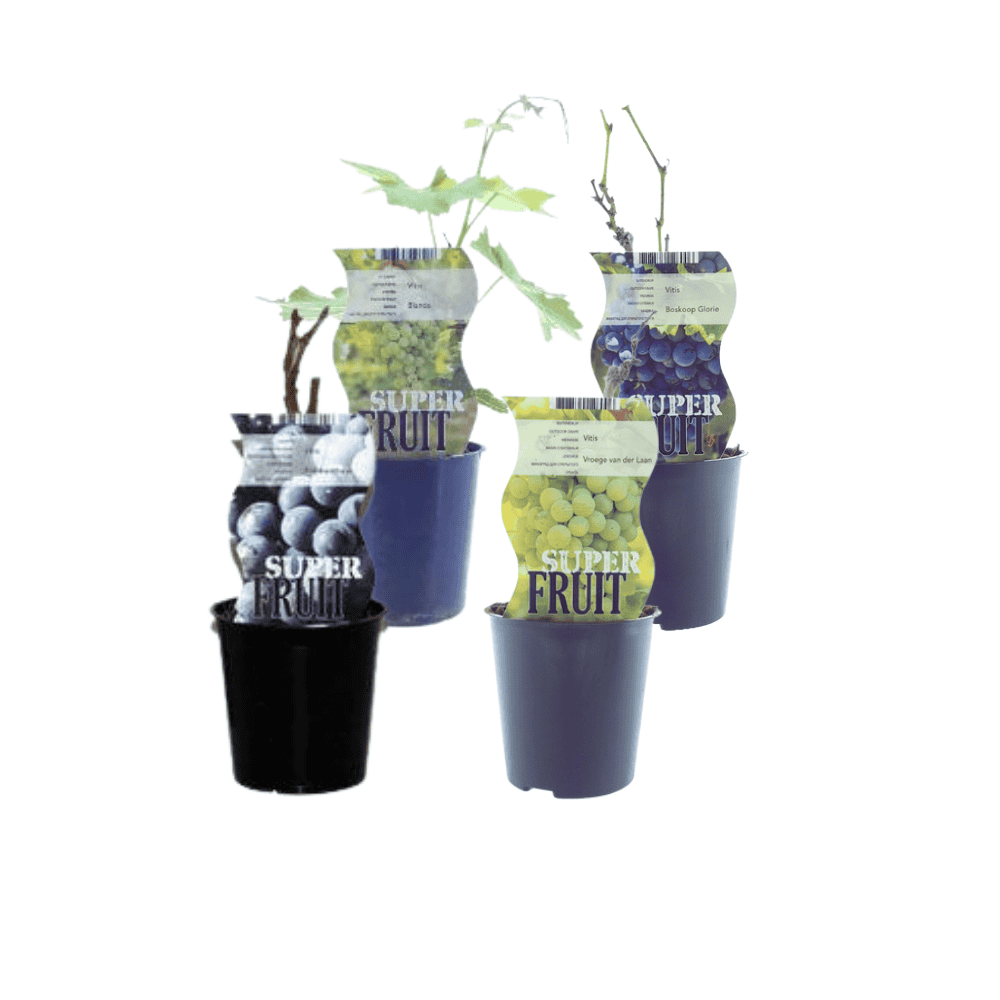 Druiventuin - 4 Stuks - Ø12Cm - ↕30Cm