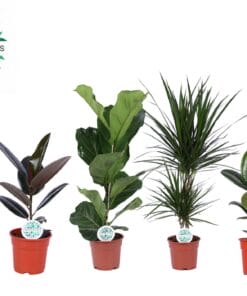 Kamerplanten Groen Mix Lopez - 4 Stuks - Ø17Cm - ↕55-75Cm