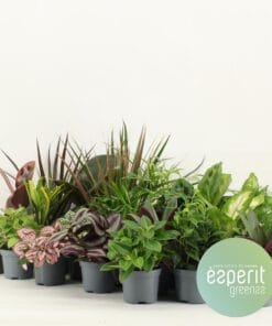 Groenmix Greenss - 24 Stuks - Ø8,5Cm - ↕10Cm