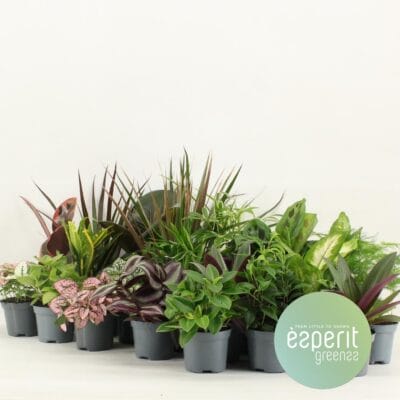 Groenmix Greenss - 24 Stuks - Ø8,5Cm - ↕10Cm