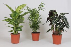 Binnenplanten Mix - 3 Stuks - Ø17Cm - ↕45-55Cm