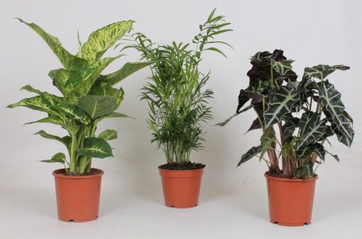 Binnenplanten Mix - 3 Stuks - Ø17Cm - ↕45-55Cm