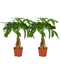 Pachira Aquatica Gevlochten Stam - 2 Stuks - Ø12Cm - ↕35Cm