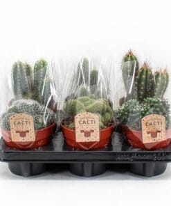 Cactus Mix P12 - 6 Stuks - Ø12Cm - ↕20Cm