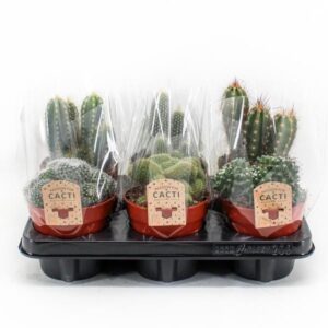 Cactus Mix P12 - 6 Stuks - Ø12Cm - ↕20Cm