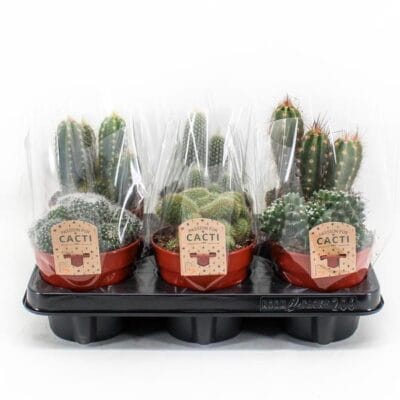 Cactus Mix P12 - 6 Stuks - Ø12Cm - ↕20Cm