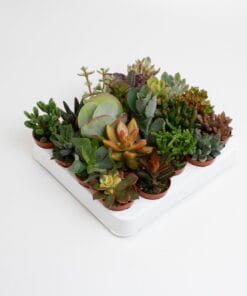 Succulenten Mix - 20 Stuks - Ø5,5Cm - ↕10Cm