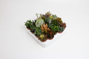 Succulenten Mix – set van 20 verschillende soorten – 20 stuks, pot 5 cm, ±5 cm