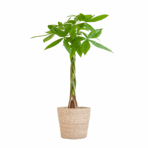 Pachira Aquatica Met Sofia Mand Naturel - 80Cm - Ø21