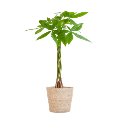 Pachira Aquatica Met Sofia Mand Naturel - 80Cm - Ø21