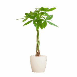 Pachira Aquatica Met Viber Wit - 80Cm - Ø21