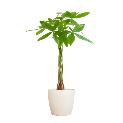 Pachira Aquatica Met Viber Wit - 80Cm - Ø21
