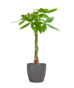 Pachira Aquatica Met Viber Grijs - 80Cm - Ø21