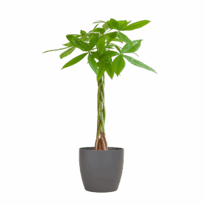 Pachira Aquatica Met Viber Grijs - 80Cm - Ø21