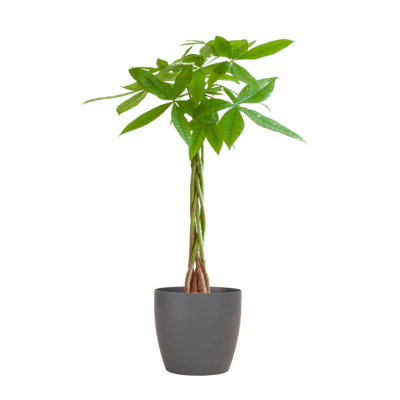 Pachira Aquatica Met Viber Grijs - 80Cm - Ø21