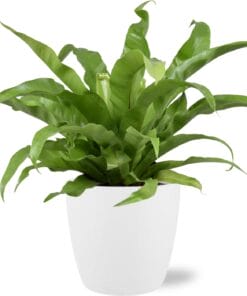 Asplenium Antiquum - Ø17Cm - ↕45Cm + Brussels - Wit