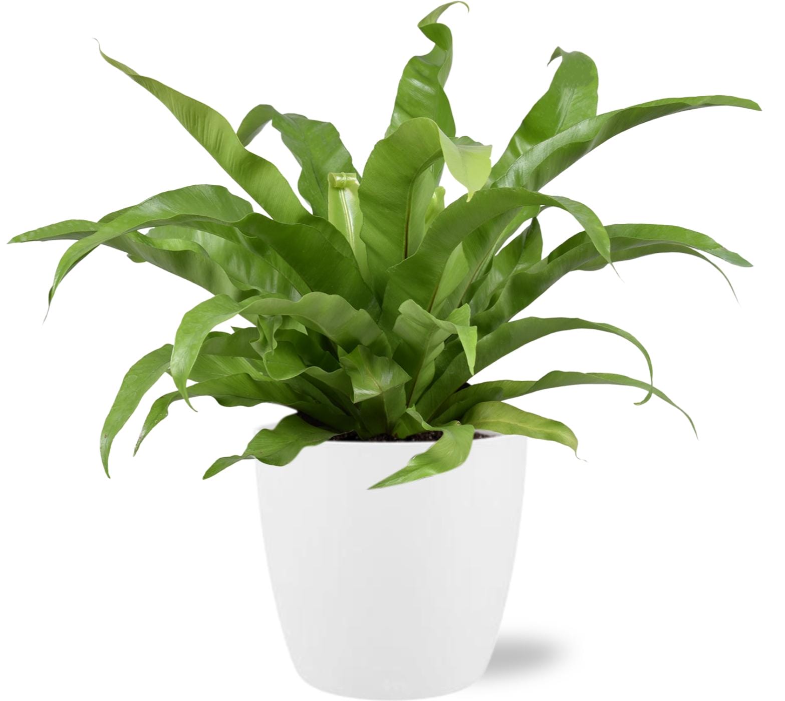 Asplenium Antiquum - Ø17Cm - ↕45Cm + Brussels - Wit