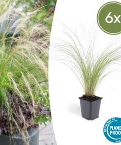 6X Stipa Tenuissima 'Ponytails' - ↕10-25Cm - Ø9Cm