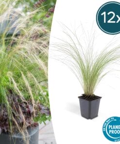 12X Stipa Tenuissima 'Ponytails' - ↕10-25Cm - Ø9Cm