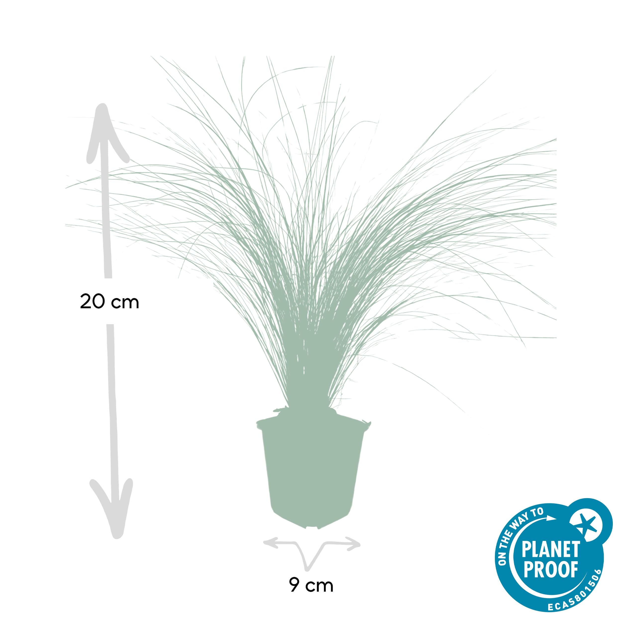 12X Stipa Tenuissima 'Ponytails' - ↕10-25Cm - Ø9Cm - Afbeelding 2