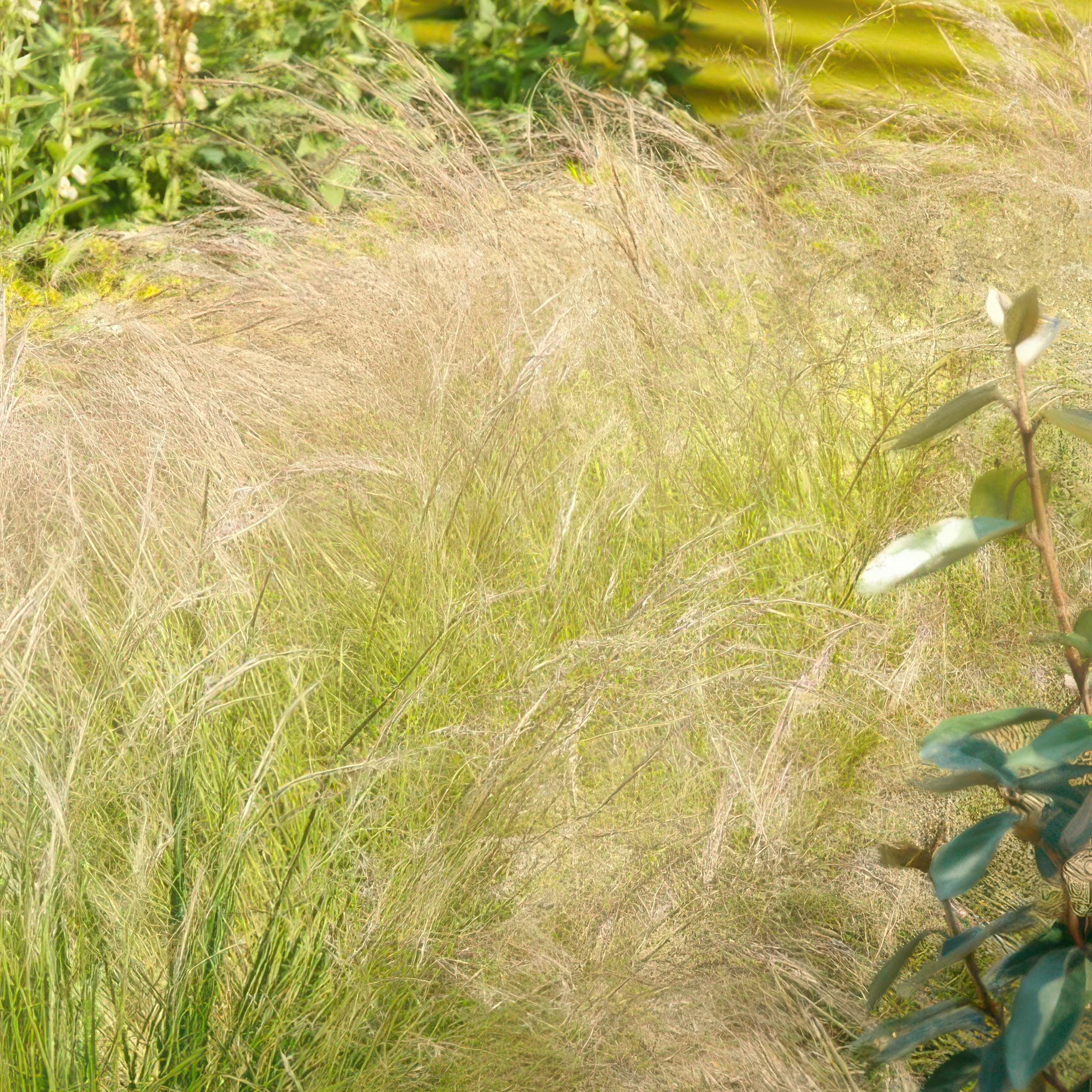 40X Stipa Tenuissima 'Ponytails' - ↕10-25Cm - Ø9Cm - Afbeelding 6