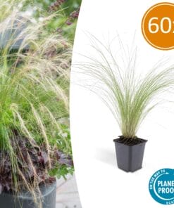 60X Stipa Tenuissima 'Ponytails' - ↕10-25Cm - Ø9Cm