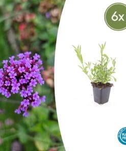 6X Verbena Bonariensis - ↕10-25Cm - Ø9Cm
