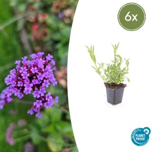 6X Verbena Bonariensis - ↕10-25Cm - Ø9Cm