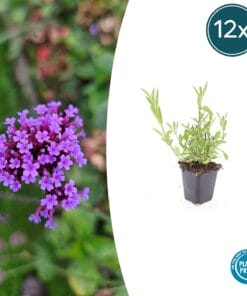 12X Verbena Bonariensis - ↕10-25Cm - Ø9Cm
