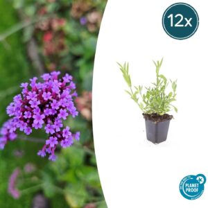 12X Verbena Bonariensis - ↕10-25Cm - Ø9Cm