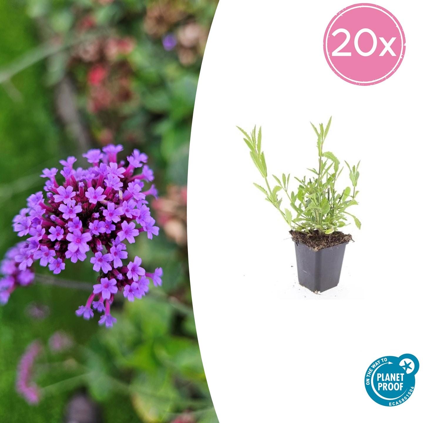 20X Verbena Bonariensis - ↕10-25Cm - Ø9Cm