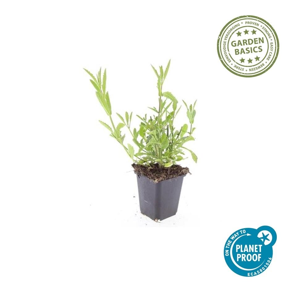 20X Verbena Bonariensis - ↕10-25Cm - Ø9Cm - Afbeelding 2