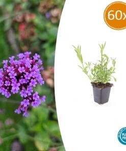 60X Verbena Bonariensis - ↕10-25Cm - Ø9Cm
